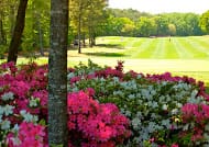 flowers near golf course